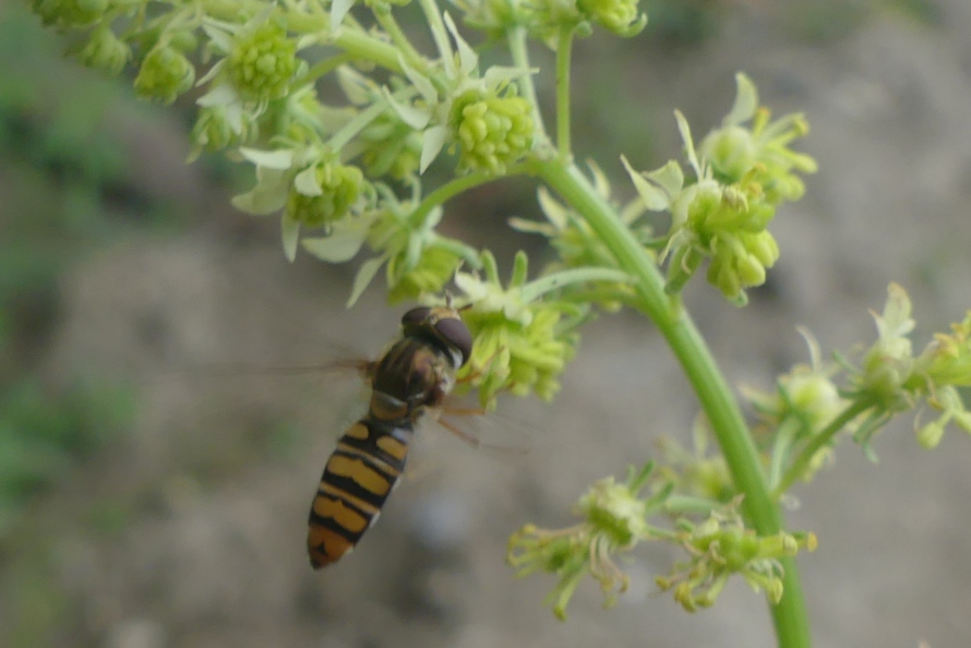 Syrphidae: Episyrphus balteatus, femmina